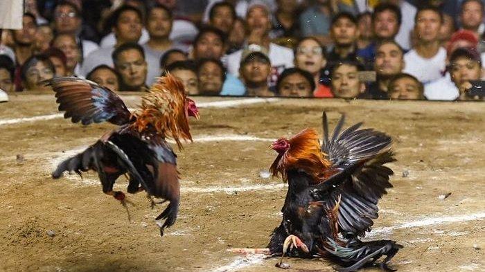 Sabung Ayam Online